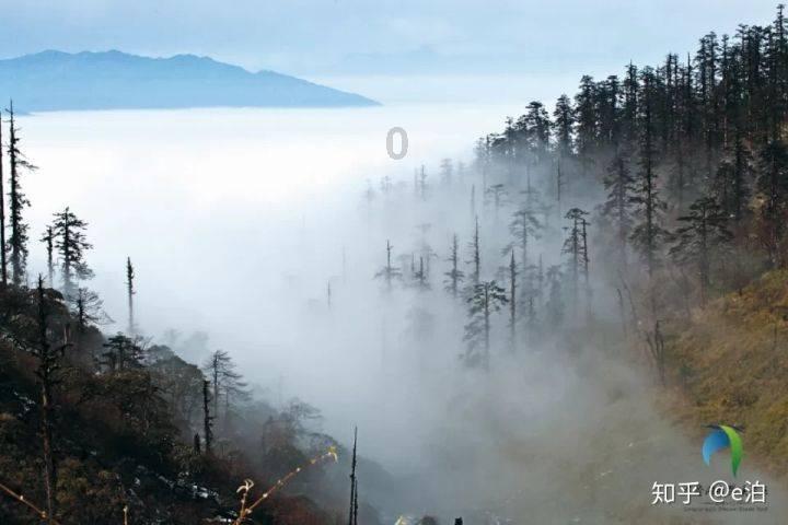 亚马逊雨林为何被称为“人类禁区”,究竟有多恐怖?